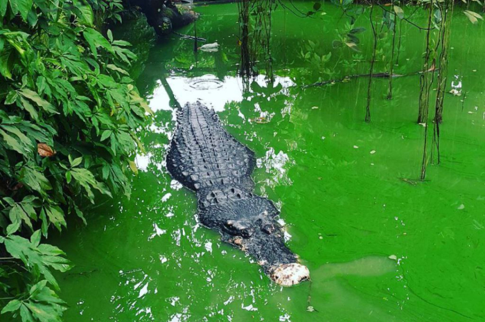 <p>Ket foto: Wisata Penangkaran Buaya di Teritip Balikpapan yang memicu adrenalin (Foto/Instagram/rienclaire)</p>
