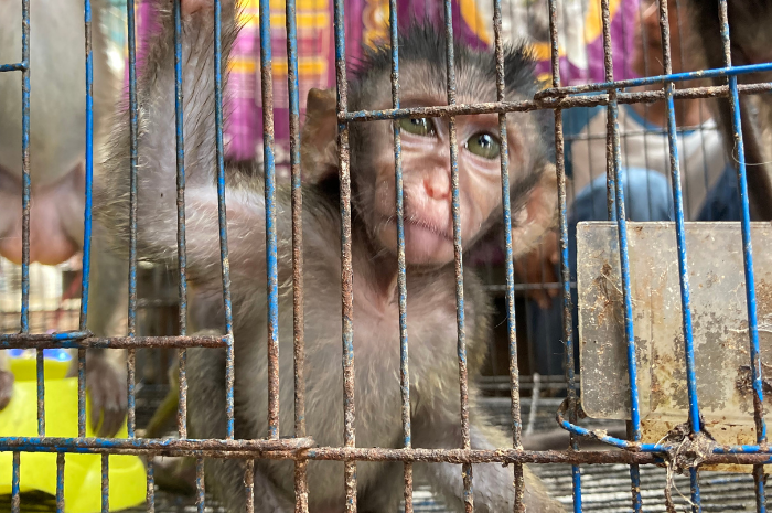 <p>Fot Ket: Banyak Satwa Endemik Tapi Tinggi Kasus Perdagangan Satwa (Foto/gemasulawesi/Meylanda)</p>
