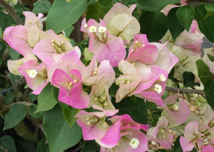 Ket. Foto: Bunga bougenville yang ditampilkan secara dekat (Foto/Pinterest/Bunga Bougenville)