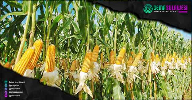 <p>Pacu Pertumbuhan Ekonomi, Pemkab Buol Tingkatkan Produksi Jagung</p>

