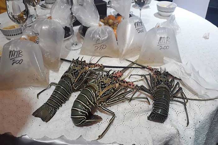 <p>Foto: Pelaku ekspor benih lobster.</p>
