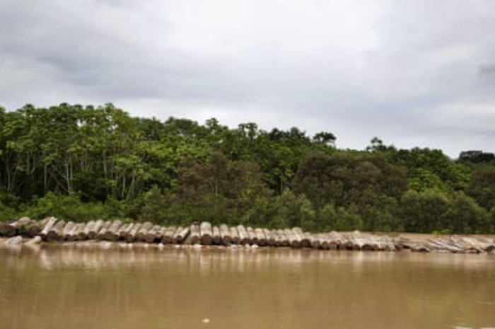 <p>Keterangan Foto: Pemberian Hukuman kepada penebang liar di Peru, (Foto:/Twitter/yachaydc)</p>
