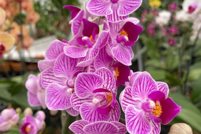 <p>Ket Foto: Bunga Anggrek (Foto/Pinterest @latyta)</p>
