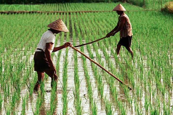 <p>Foto: Illustrasi petani di Indonesia.</p>
