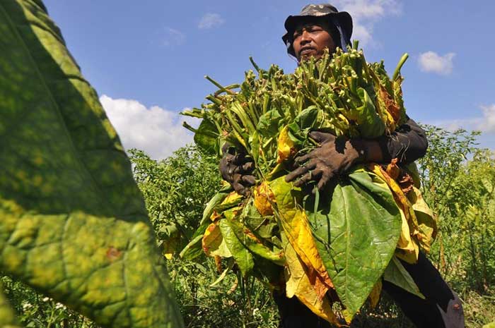 <p>Foto: Illustrasi Petani Tembakau.</p>
