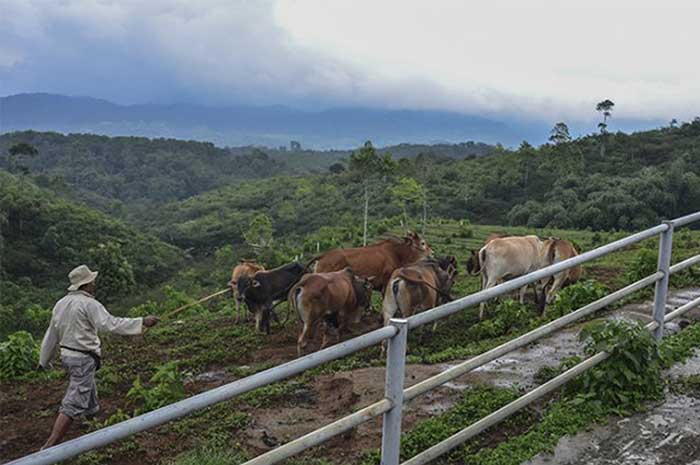 <p>Foto: Illustrasi Peternakan Sapi Mini Ranch.</p>
