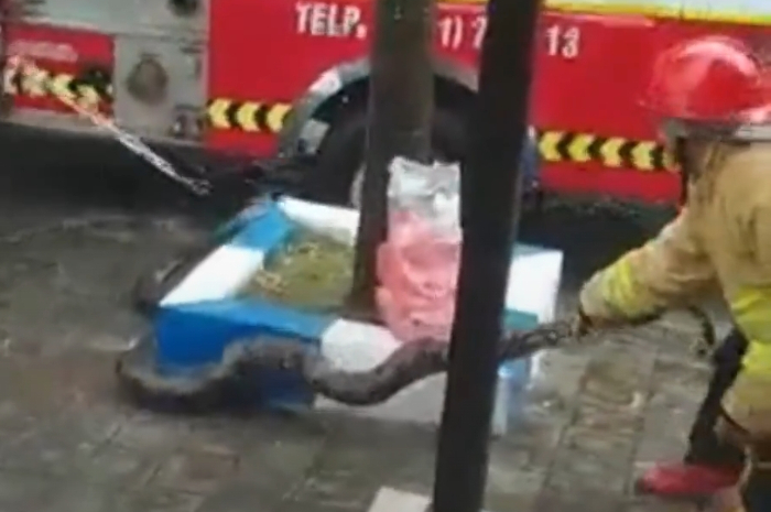 <p>Ket Foto: Proses evakuasi ular sepanjang 5 meter oleh petugas Damkar Ngawi (Foto/Instagram/@faktanyagoogle)</p>

