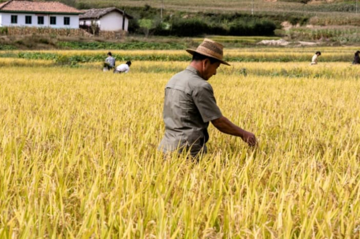 <p>Keterangan  Foto: Produksi pangan Korea Utara mengalami penurunan, (Foto:/Twitter/anadoulu)</p>
