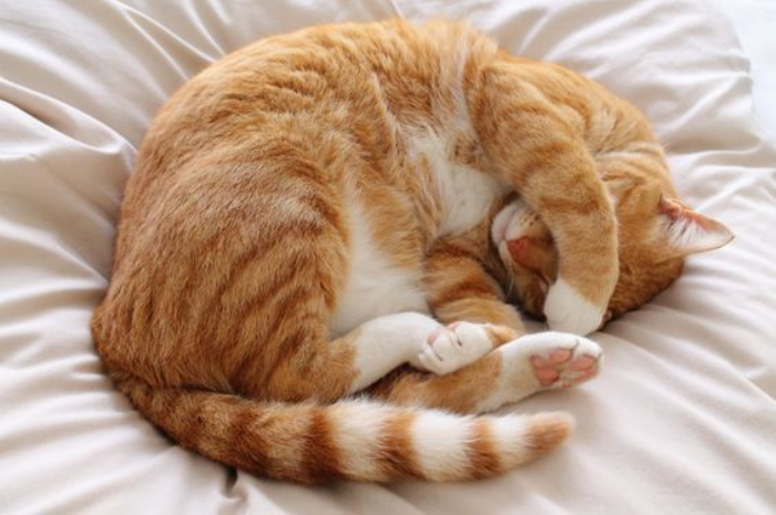 Ket. Foto: Kucing orange sedang tertidur (Foto/Pinterest @maika777)
