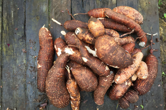 <p>Ket. Foto: 6 Pabrik Singkong Kasesa Berhenti Beroperasi di Bangka Belitung Diakibatkan Produktivitas Komoditi Menurun (Foto/Pinterest)</p>
