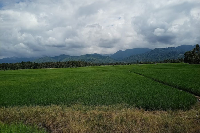 <p>Foto: Salah satu lokasi persawahan di Parigi Moutong.</p>

