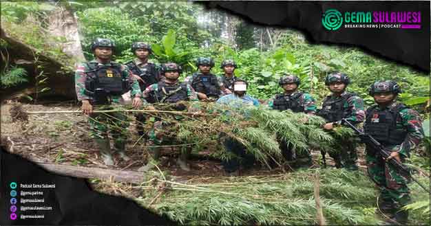 <p>Satgas Pengamanan Perbatasan TNI Temukan Ladang Ganja di Papua</p>
