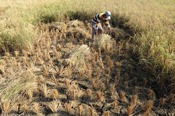 <p>Foto: Illustrasi Sawah Gagal Panen</p>
