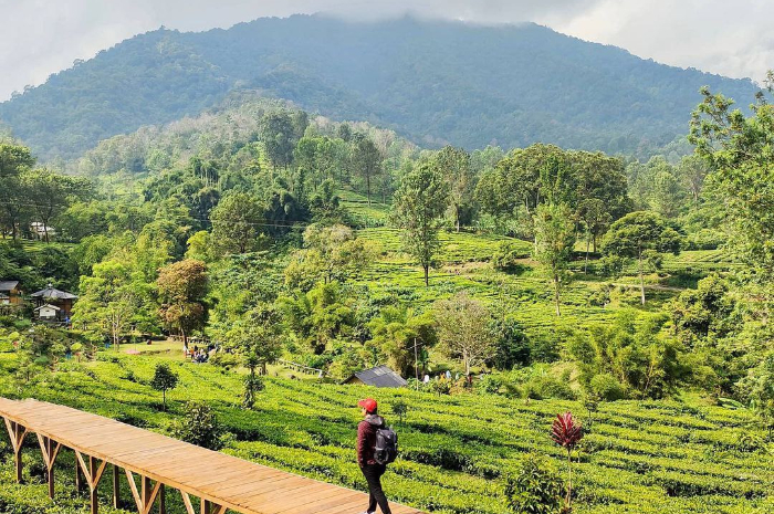 <p>Ket foto: Wisata Agrowisata Gunung Mas Bogor menjadi destinasi yang cocok untuk berburu foto (Foto/Instagram/rahmanabow1)</p>
