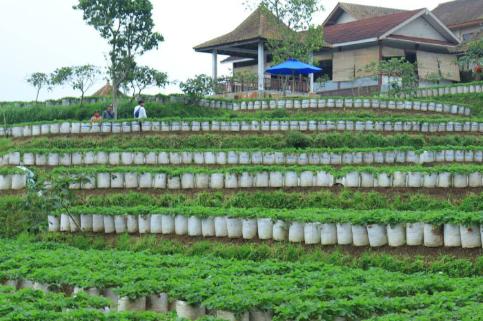 <p>Ket foto: Menikmati serunya petik buah di wisata Kebun Inggit Strawberry Magelang (Foto/Instagram/inggitstrawberry)</p>
