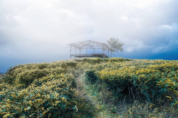 <p>Ket Foto: Ilustrasi foto pesona Kebun The Andung Biru Probolinggo (Foto/Instagram/@probolinggoexplore)</p>
