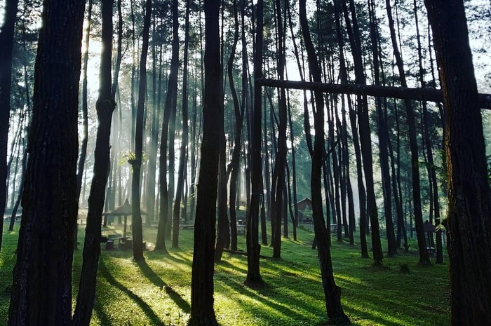<p>Ket Foto: Ilustrasi foto pesona Hutan Pinus Tulungrejo Blitar (Foto/Instagram/@peh_konte)</p>
