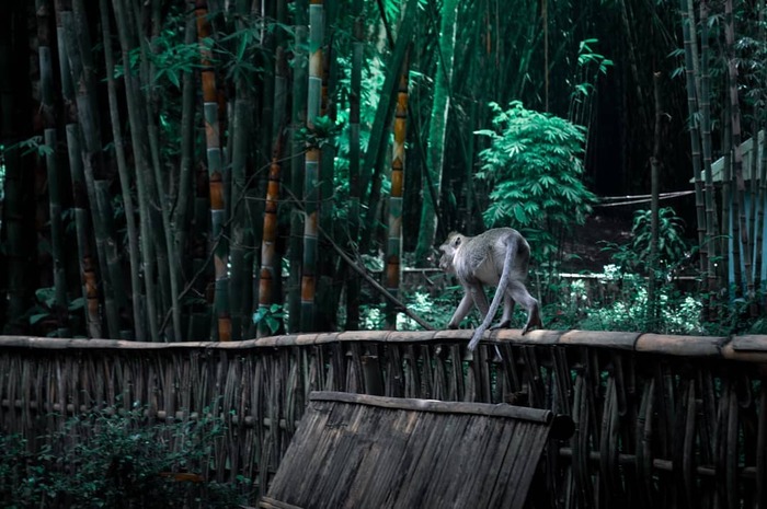 <p>Ket Foto: Ilustrasi foto pesona Hutan Bambu Lumajang (Foto/Instagram/@nizar_ali_shodiq)</p>
