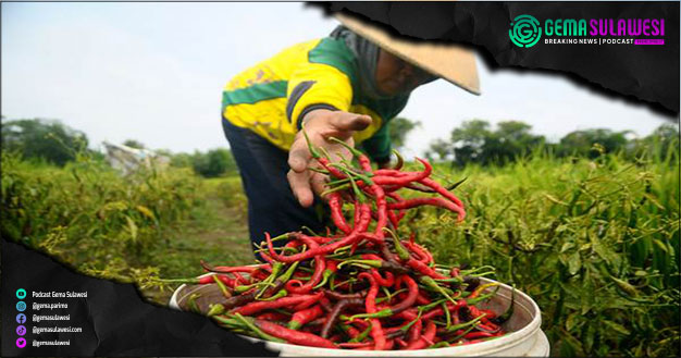 <p>Ket Foto: Petani panen cabai (Ilustrasi Gambar)</p>
