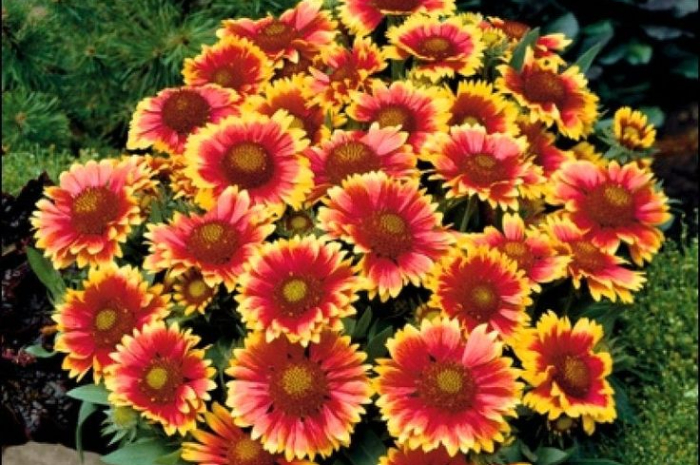 <p>Ket Foto: Bunga Gaillardia (Foto/Pinterest @etsy)</p>

