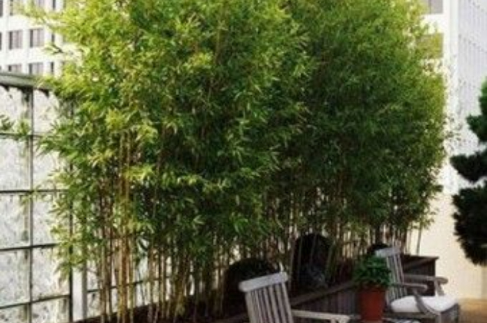 <p>Ket Foto: Tanaman Hias Bambu Kuning (Foto/Pinterest @bibitbunga)</p>
