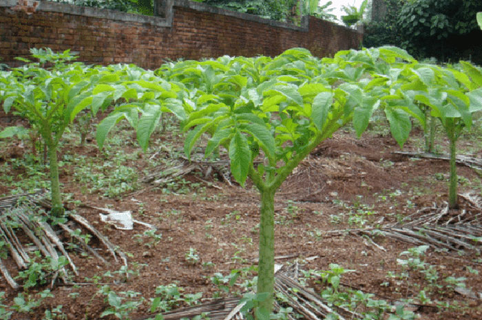 <p>Foto: Tanaman Porang.</p>
