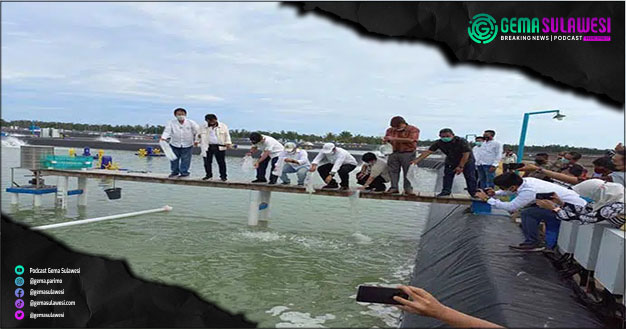 <p>Ket Foto: Ilustrasi Gubernur Sulawesi Tengah saat melakukan penaburan udang di Parigi Moutong (Foto/Dok gemasulawesi)</p>
