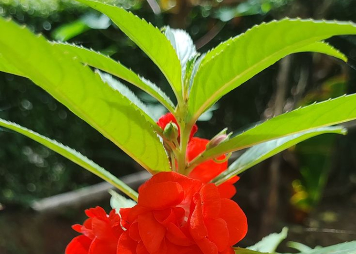 Ket. Foto: Daun dari bunga pacar air yang punya banyak manfaat (Foto/Pinterest @lilissumaryati)