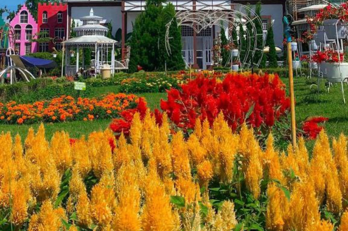 <p>Ket foto: Wisata dengan lanskap alam di Semarang, salah satunya Gedong Songo (Foto/Instagram/@taman_bunga.celosia)</p>
