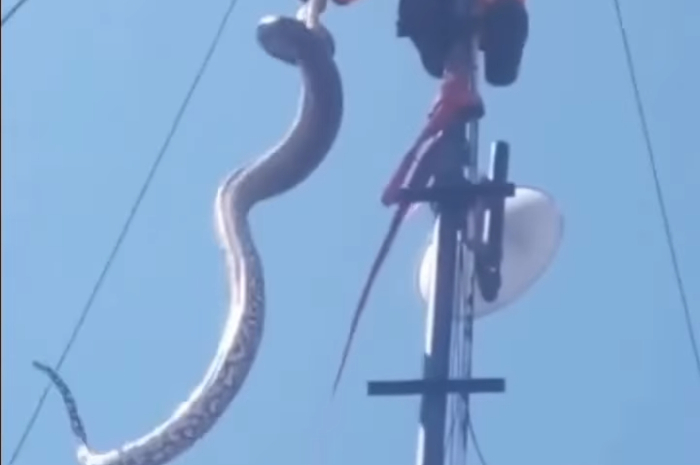 <p>Ket Foto: Ular Sanca Kembang yang berhasil dievakuasi dari tower internet di Surabaya (Foto/Instagram/@call112surabaya)</p>

