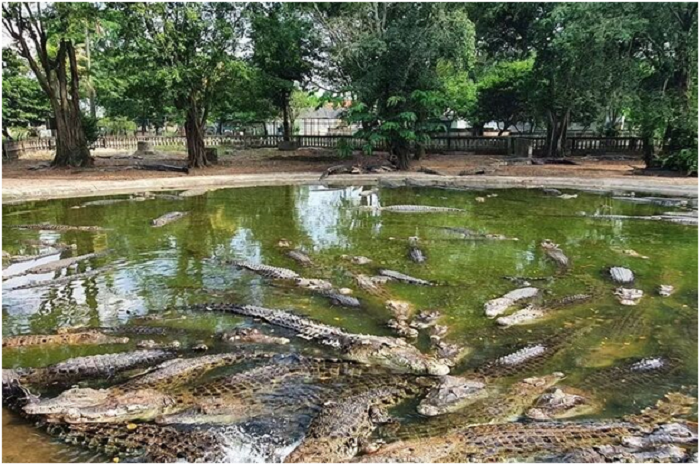 <p>Ket Foto: Pesona Taman Buaya Indonesia Jaya Bekasi (Foto/Instagram/@wajahbekasicom)</p>
