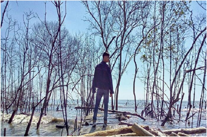 <p>Ket Foto: Pesona Hutan Mangrove Mojo Pemalang (Foto/Instagram/@dikap95)</p>
