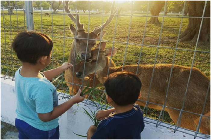 <p>Ket Foto: Pesona Taman Rusa Bumi Patra Indramayu (Foto/Instagram/@shaapriesha)	</p>
