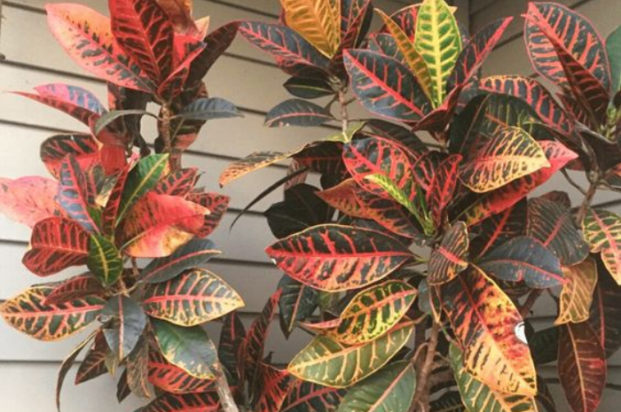 Ket Foto: Tanaman Hias Croton (Foto/Pinterest @backyardboss)