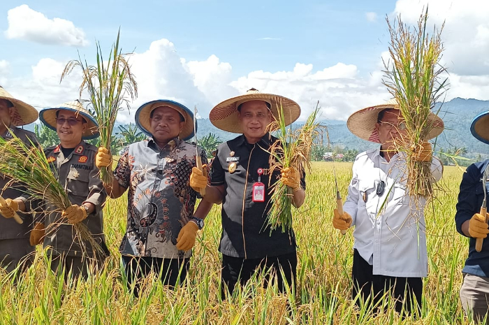 <p>Keterangan Foto : Wakil Gubernur Sulteng Ma’mun Amir saat menghadiri panen padi Nusantara di Kabupaten Parigi Moutong, (Foto/duan)</p>
