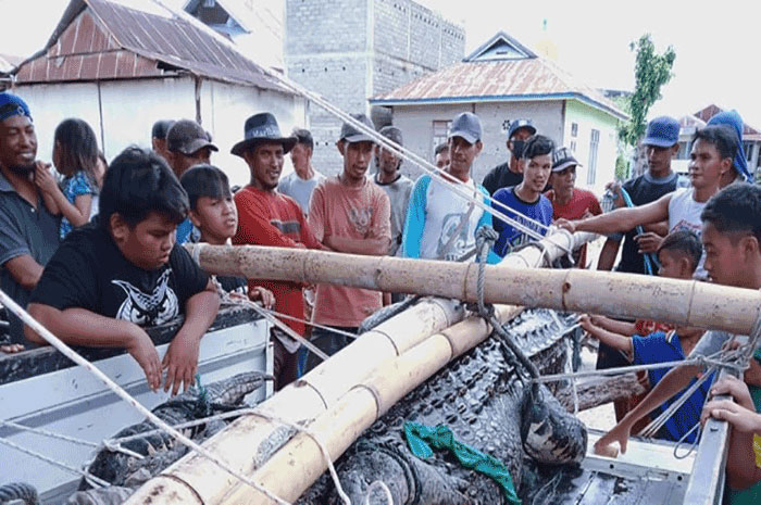 <p>Foto: Warga tangkap buaya di Donggala, Sulawesi Tengah. Sabtu, 22 Mei 2021.</p>
