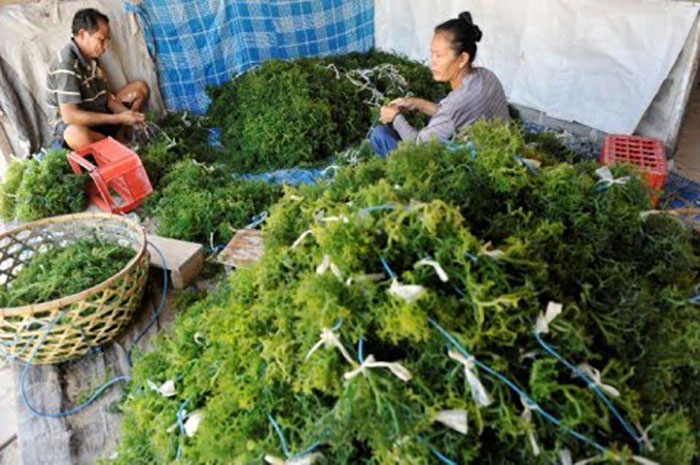 <p>Foto: Petani Rumput Laut Wanita di Parigi Moutong.<br />
Petani Wanita di Parigi Moutong Produksi Rumput Laut 15 Ton Perbulan.</p>
