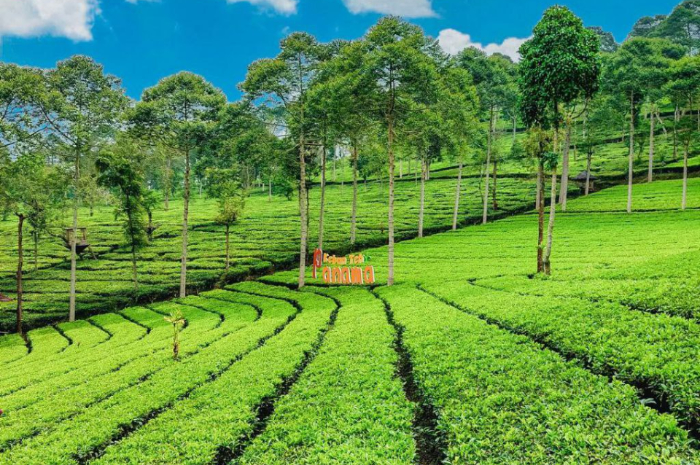 <p>Ket foto: Manjakan mata dengan keindahan wisata Kebun Teh Panama yang mempesona (Foto/Instagram/dessiipw)</p>
