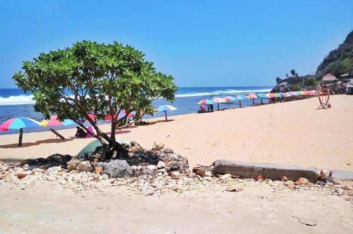 <p>Ket foto: Spot andalan di wisata Pantai Pok Tunggal Yogyakarta, pohon durasnya bikin terpesona (Foto/Instagram/shodiqsn)</p>
