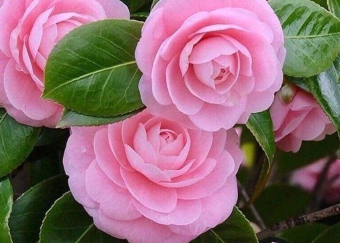 Ket. Foto: Kumpulan bunga camelia atau mawar jepang (Foto/Pinterest @amzn.to)
