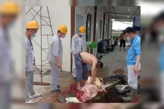 <p>Foto: WNA China di Konawe Sembelih Buaya.</p>
