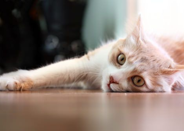 Ket. Foto: Seekor kucing yang berbaring sakit karena cacingan (Foto/Pinterest @iheartcats.com)